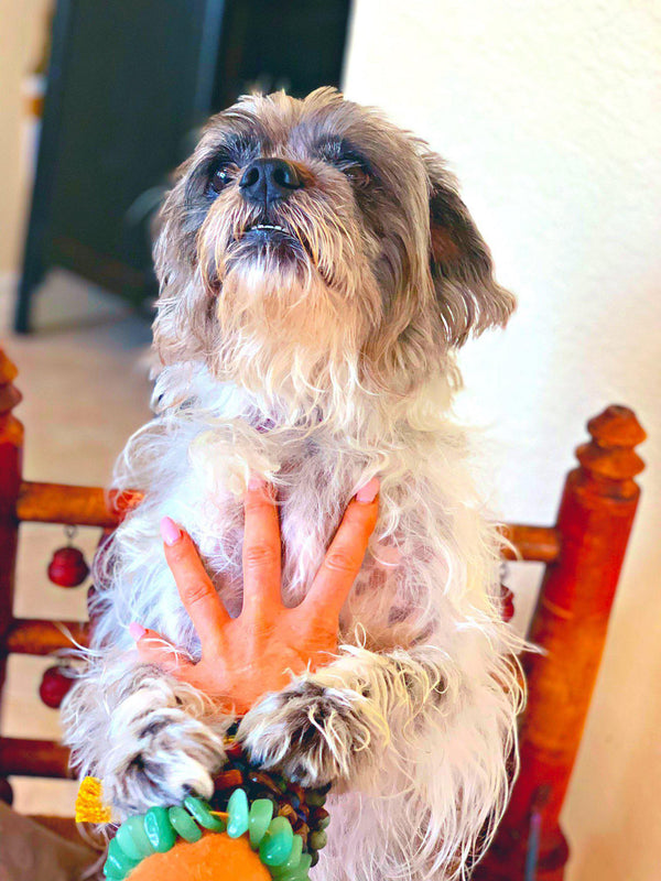 Adopt Don't Shop! They Need You!