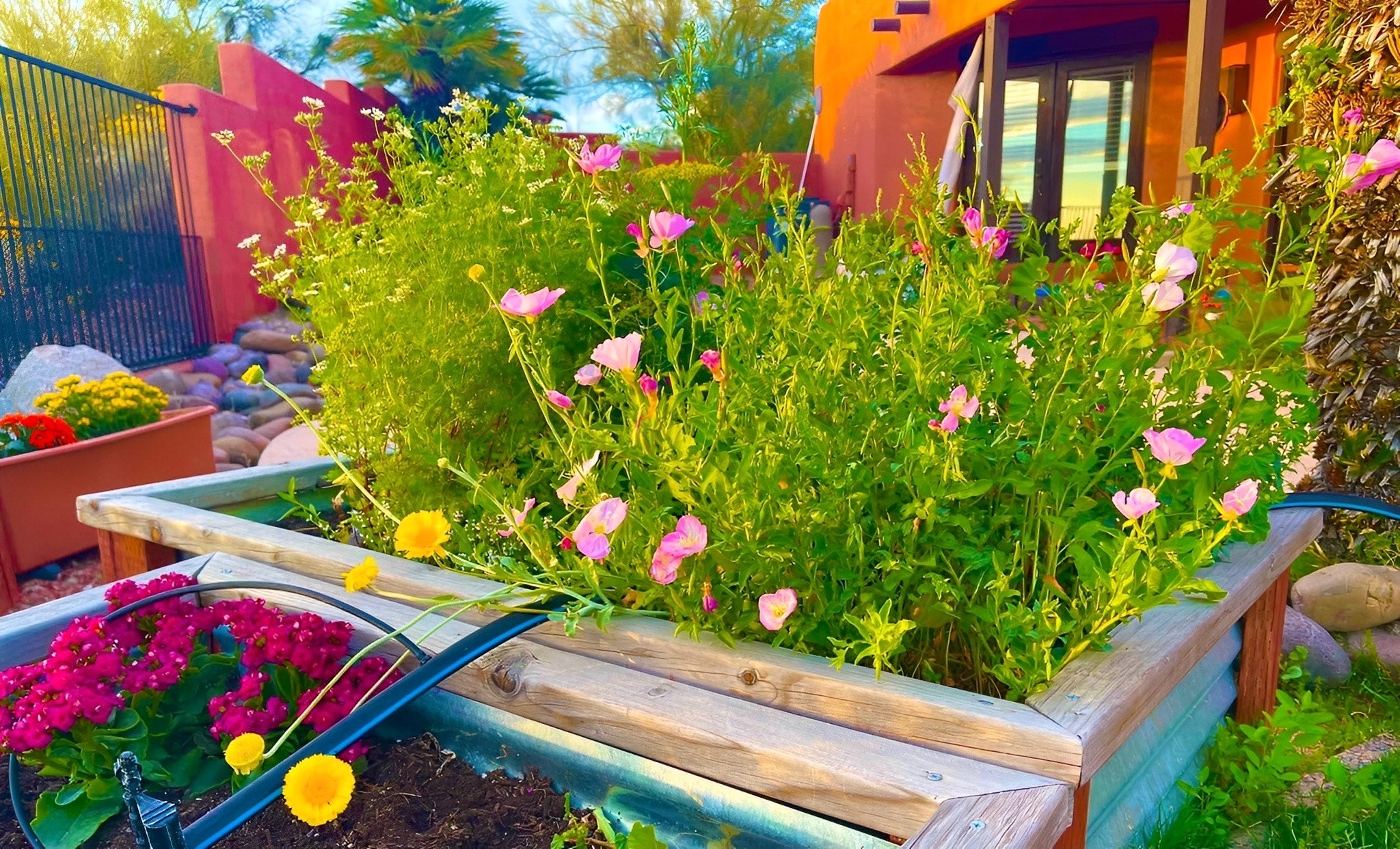 Andrea's organic garden