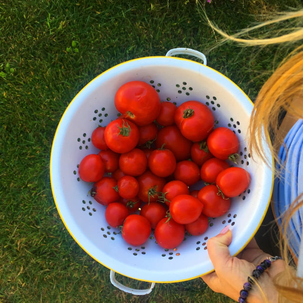 Tomatoes from my garden